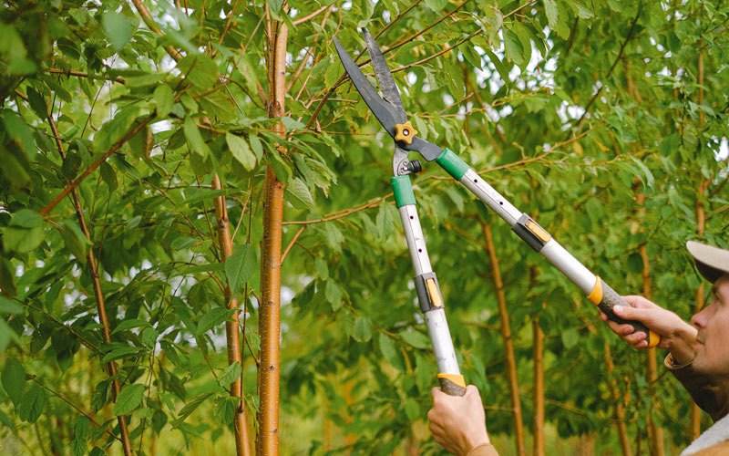 Tree trimming in Bonfield, IL